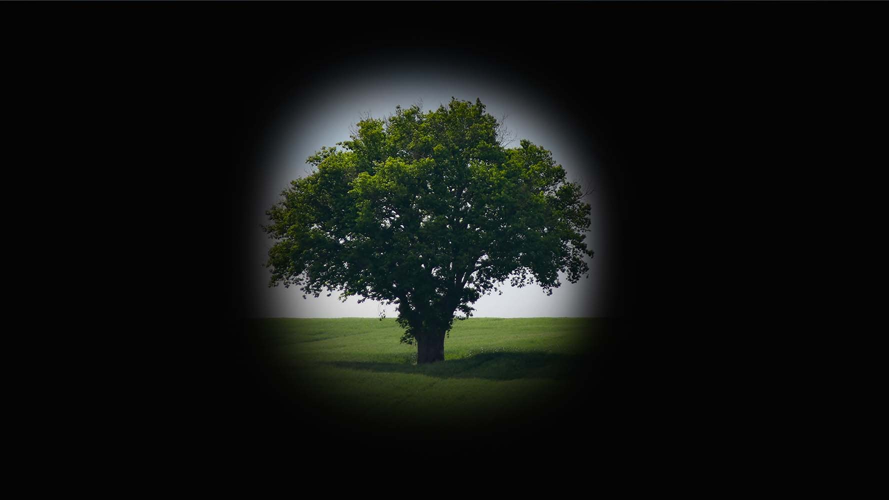 Image of a tree surrounded by a black, blurred shape to represent how someone with glaucoma may experience the scene.